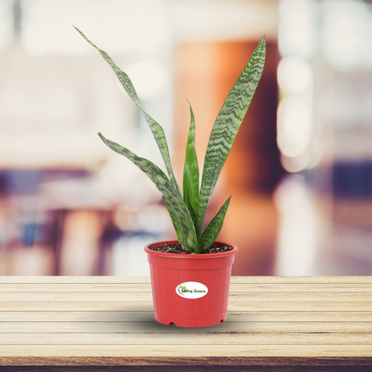 Snake Plant, Sansevieria Trifasciata Hahnii