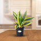  Snake Plant, Sansevieria Trifasciata Hahnii