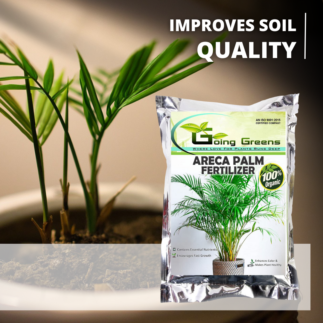 areca palm fertilizer how to apply Areca Palm Fertilizer – Going Greens