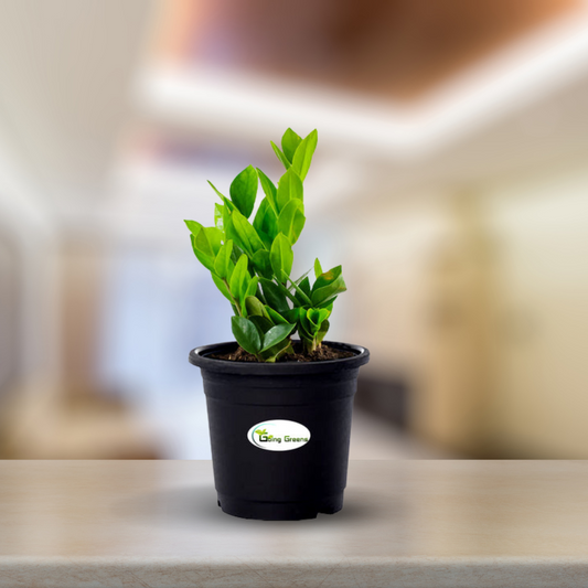 ZZ Plant,  Zamioculcas Zamiifolia