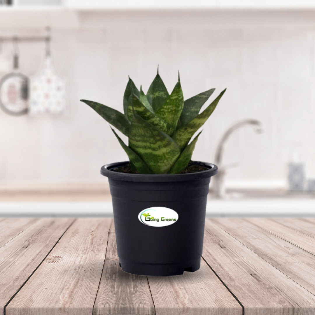 Snake Plant, Sansevieria Trifasciata Hahnii