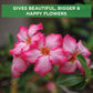 Adenium Booster