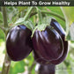 Vegetable Fertilizer