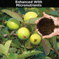 Guava  Fertlizer