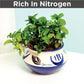 Herb Plant Food