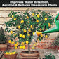 Lemon Fertilizer