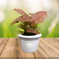 Ceramic Pot for Succulents & Cactus (White)