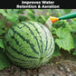 Watermelon Fertlizer