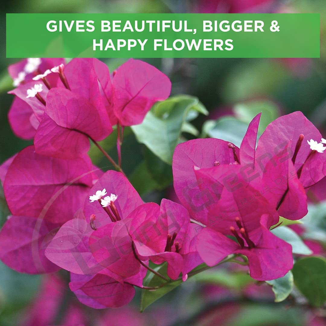 Bougainvillea Fertilizer - 4th image