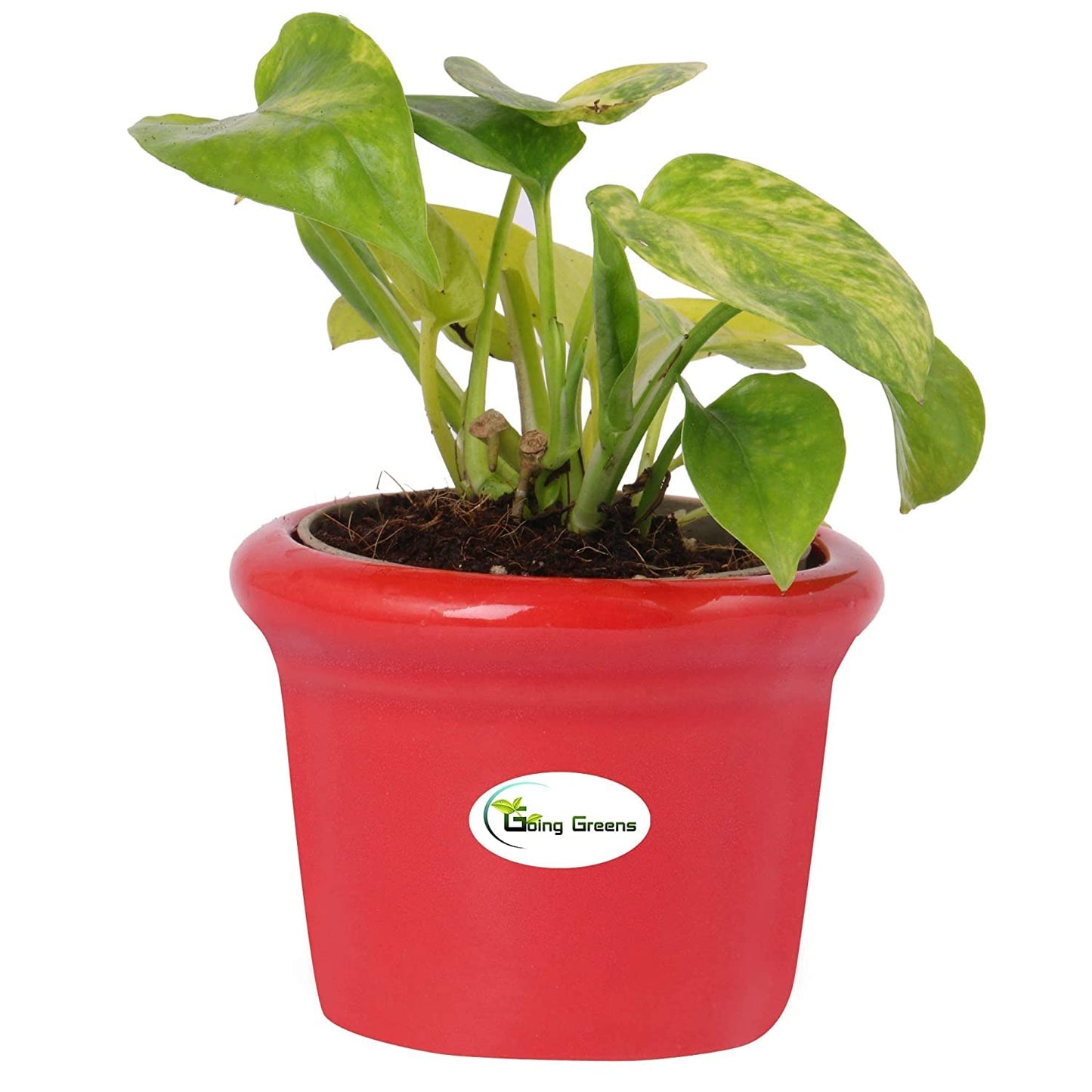 Ceramic Pot for Succulents & Cactus (Red)