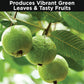 Guava  Fertlizer