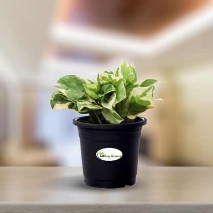 Money Plant White