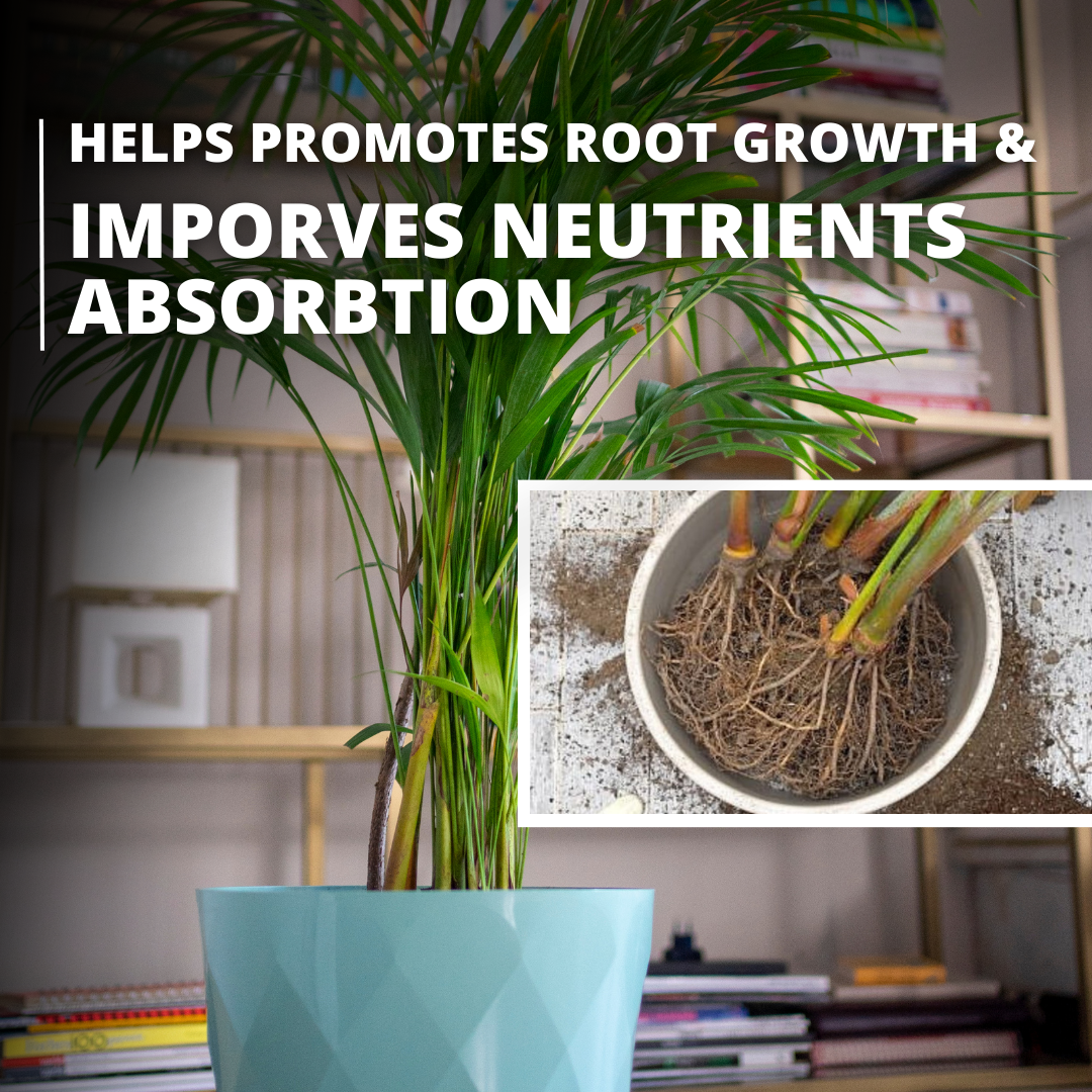 areca palm fertilizer indoor Areca Palm Fertilizer – Going Greens