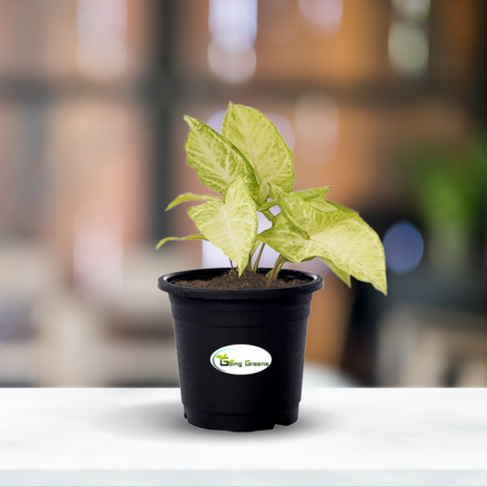 Syngonium White Plant