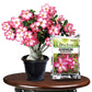Adenium Booster