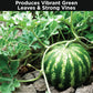 Watermelon Fertlizer
