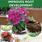 Bougainvillea Bloom Booster