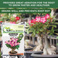 Adenium Potting Soil Mix
