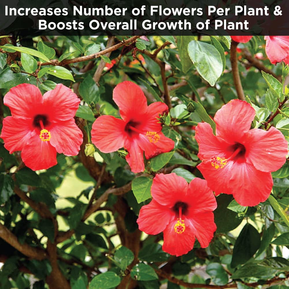 Hibiscus Flower Booster