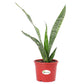 Snake Plant, Sansevieria Trifasciata Hahnii