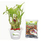Combo of 2 Layers Lucky Bamboo & Multicolored Jelly Beads