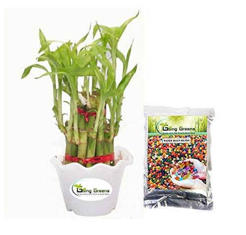 Combo of 2 Layers Lucky Bamboo & Multicolored Jelly Beads