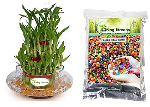  Combo of 3 Layers Lucky Bamboo Plant in Glass Pot & Multicolored Jelly Beads