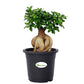 Ficus Bonsai Plant