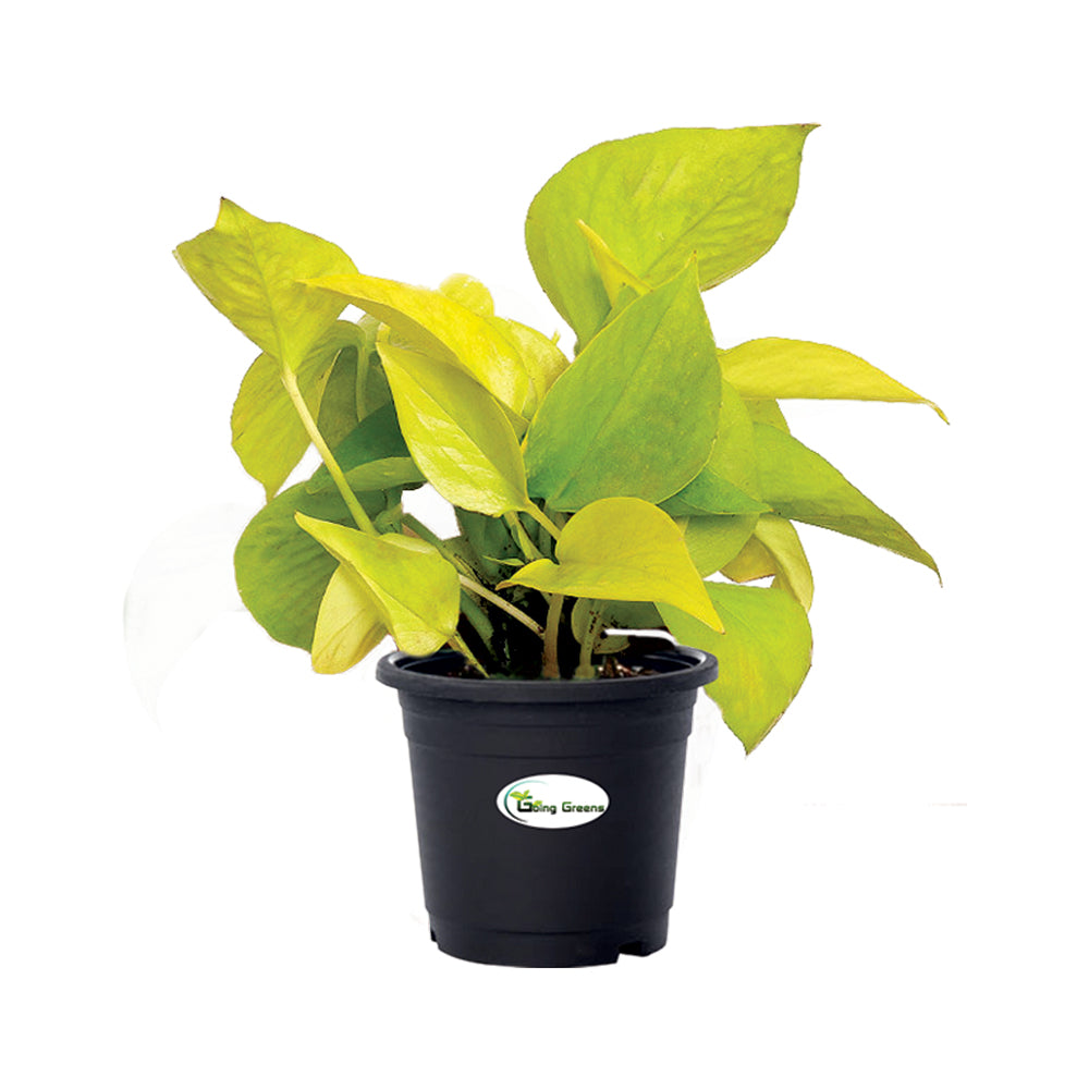golden pothos nasa Money Plant Golden, Pothos – Going Greens