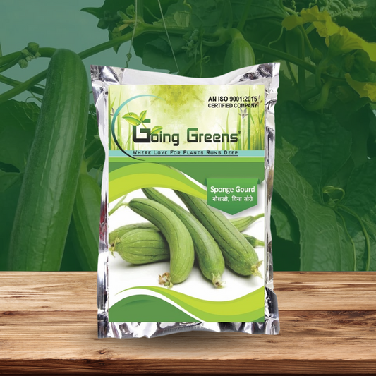 Hybrid Sponge Gourd Seeds