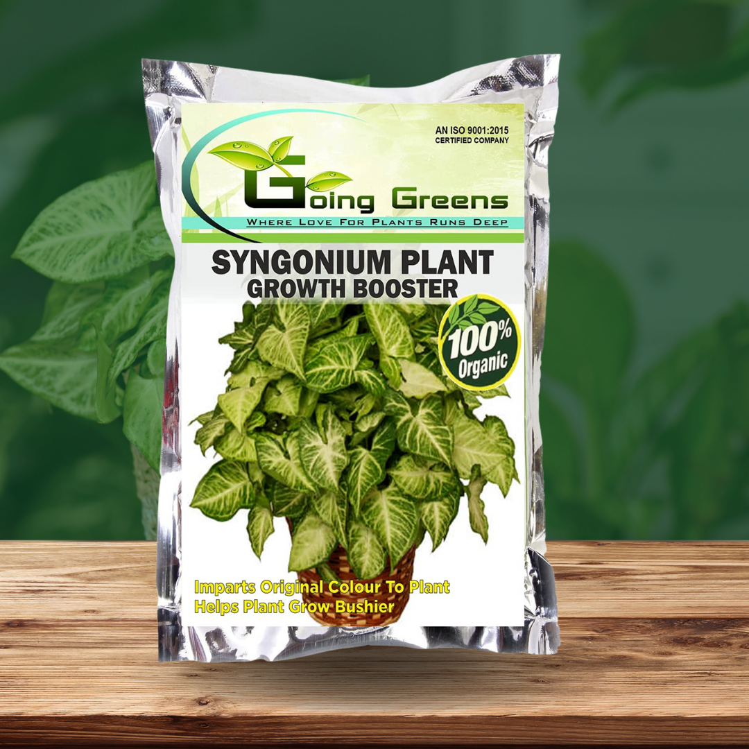 Syngonium Plant Booster