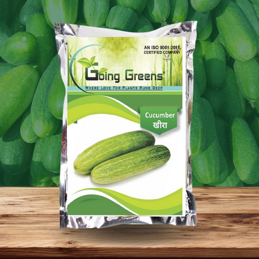 Hybrid Cucumber Seeds