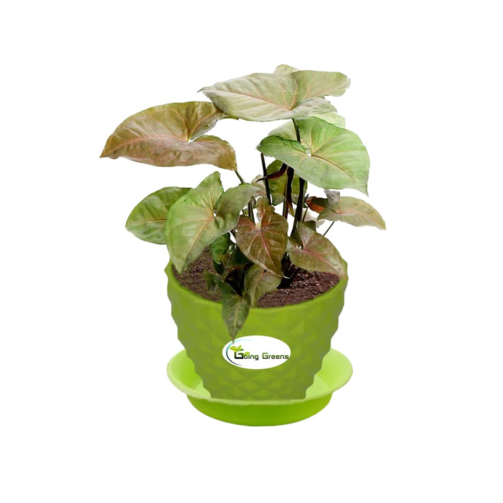 Syngonium Bronze Plant
