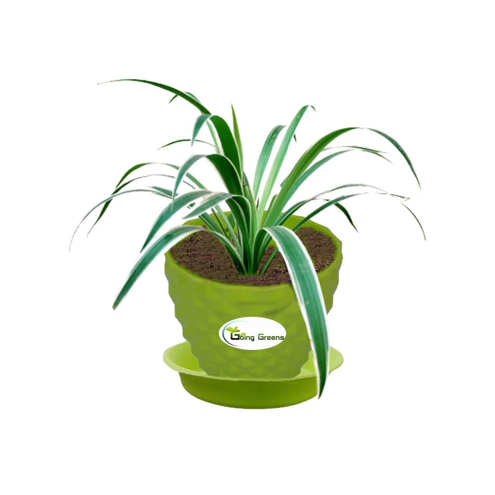 Spider Plant, Chlorophytum comosum