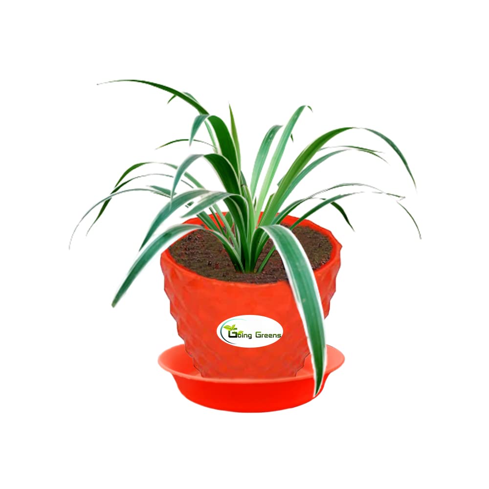 Spider Plant, Chlorophytum comosum