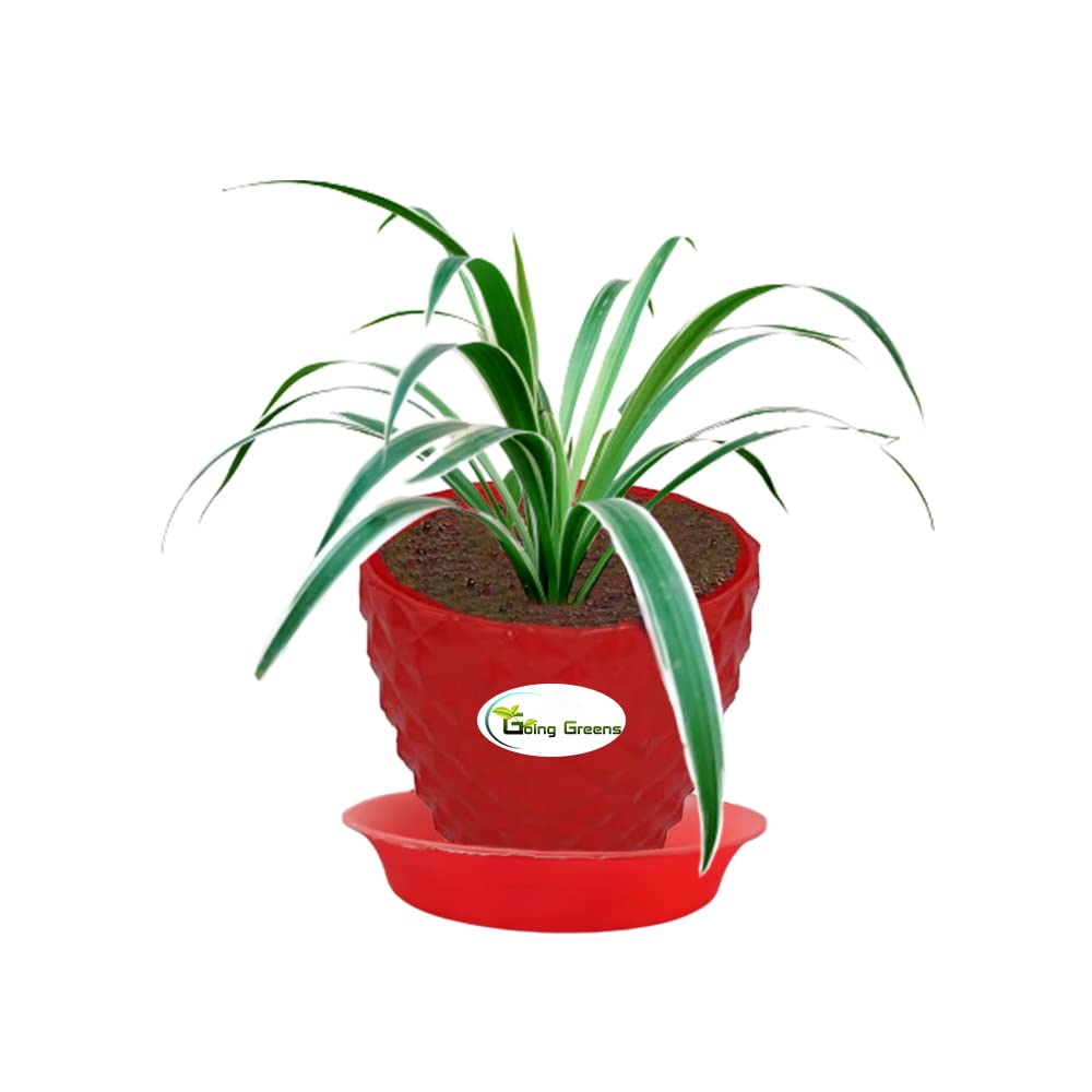 Spider Plant, Chlorophytum comosum