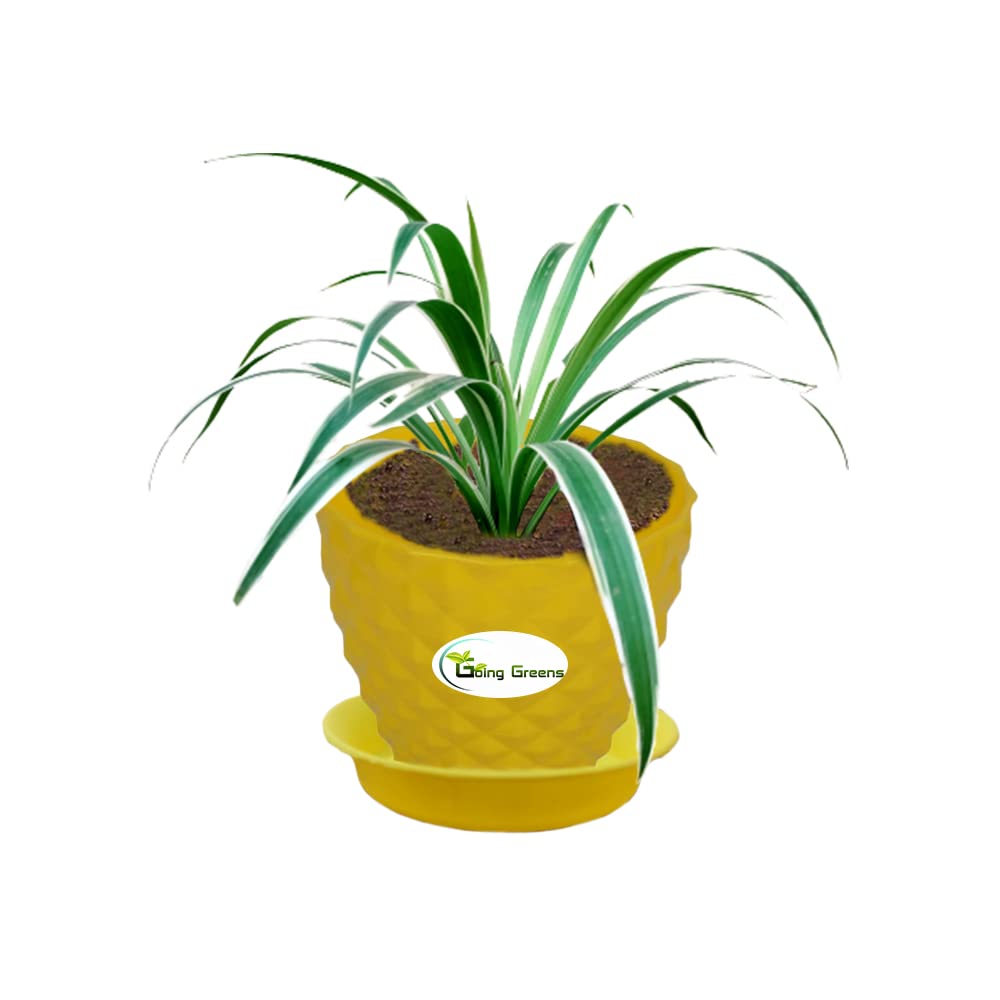 Spider Plant, Chlorophytum comosum