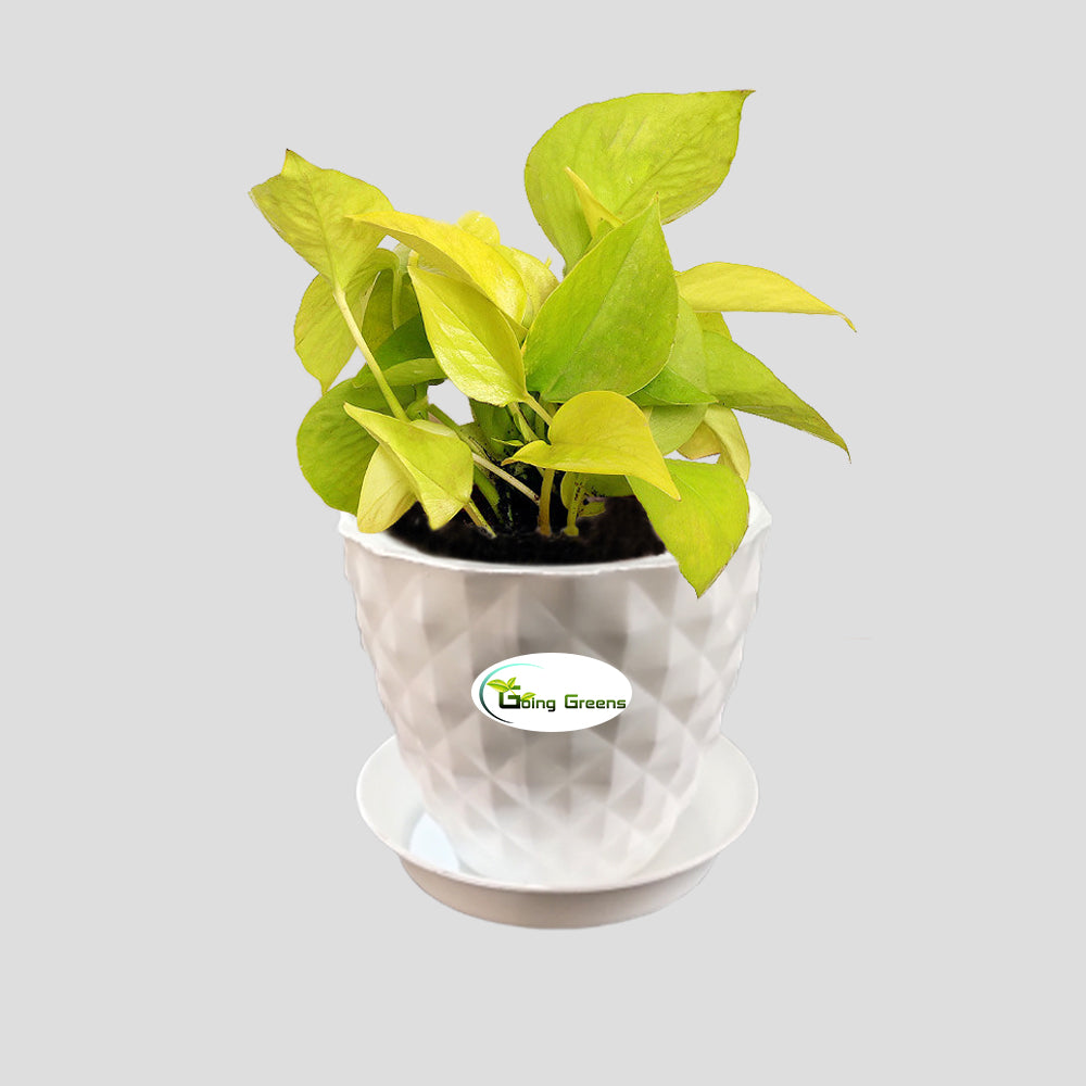 Money Plant Golden, Pothos