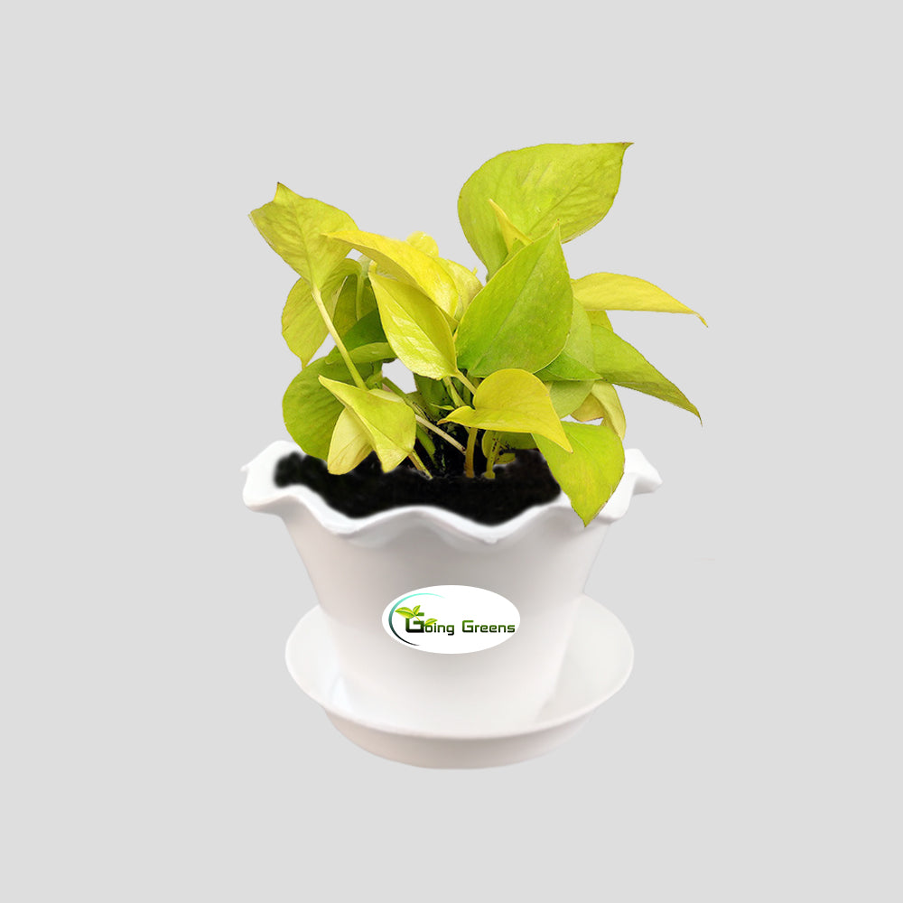 Money Plant Golden, Pothos