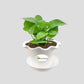Money Plant Green, Pothos