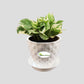 Money Plant White