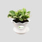 Money Plant White