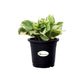 Money Plant White