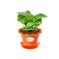 Money Plant Green, Pothos