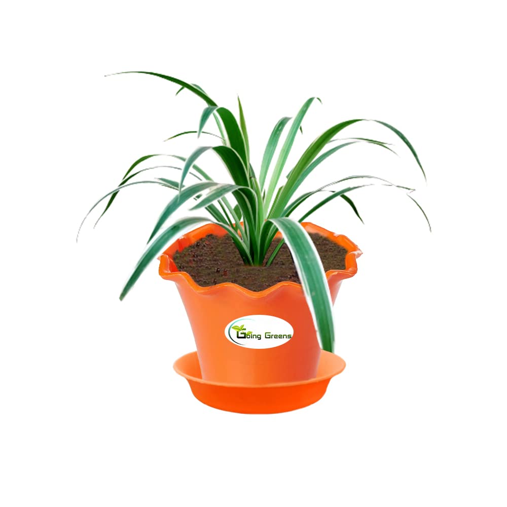 Spider Plant, Chlorophytum comosum