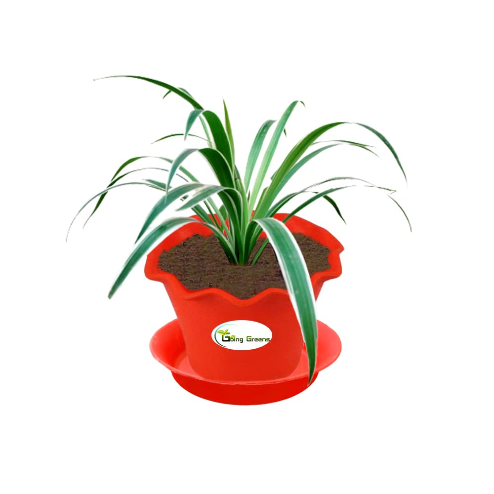 Spider Plant, Chlorophytum comosum