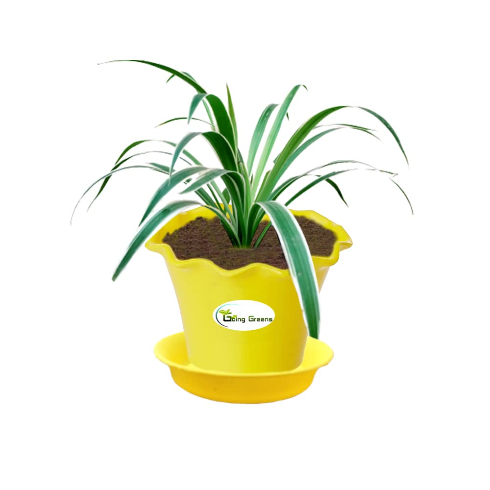 Spider Plant, Chlorophytum comosum