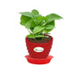 Money Plant Green, Pothos