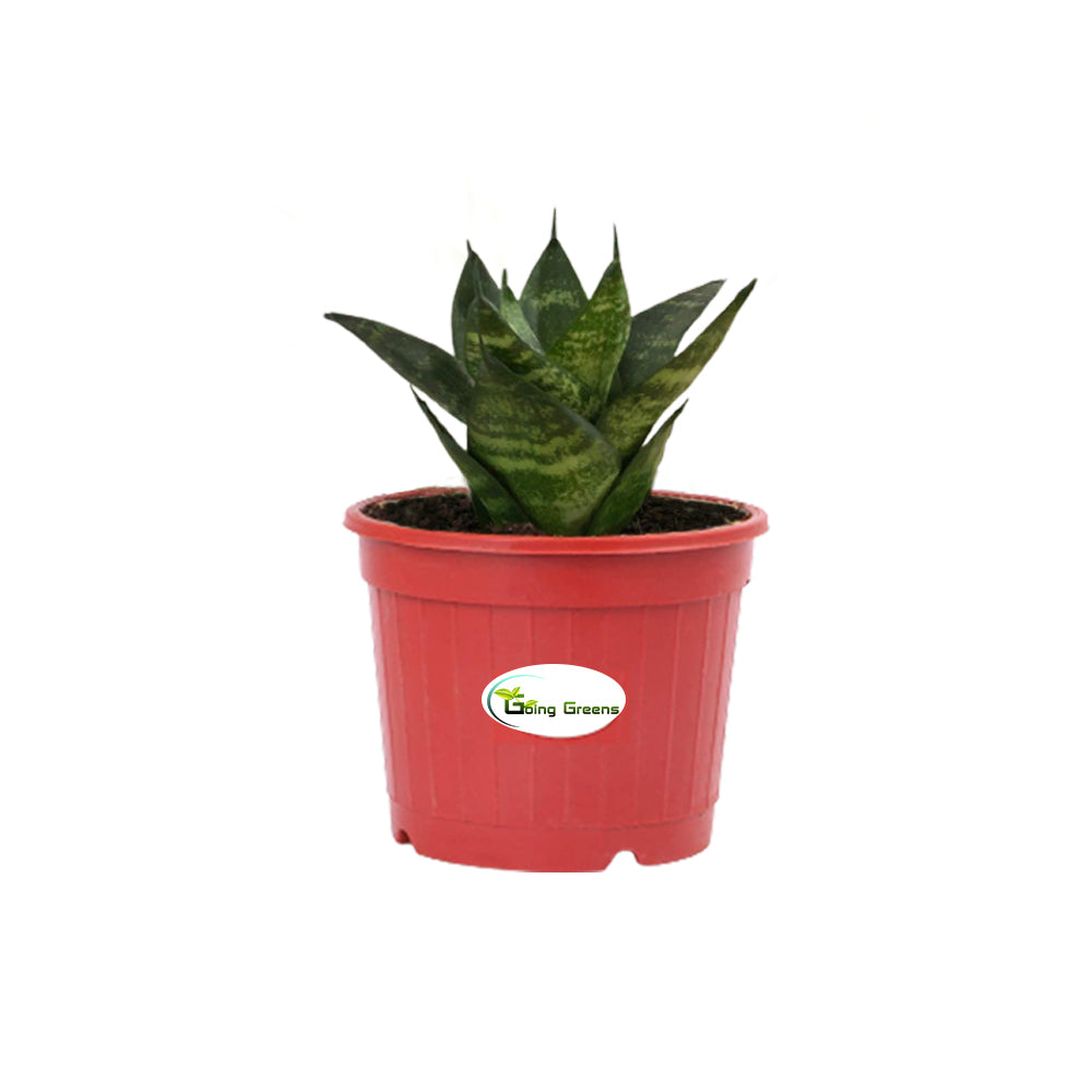 Snake Plant, Sansevieria Trifasciata Hahnii