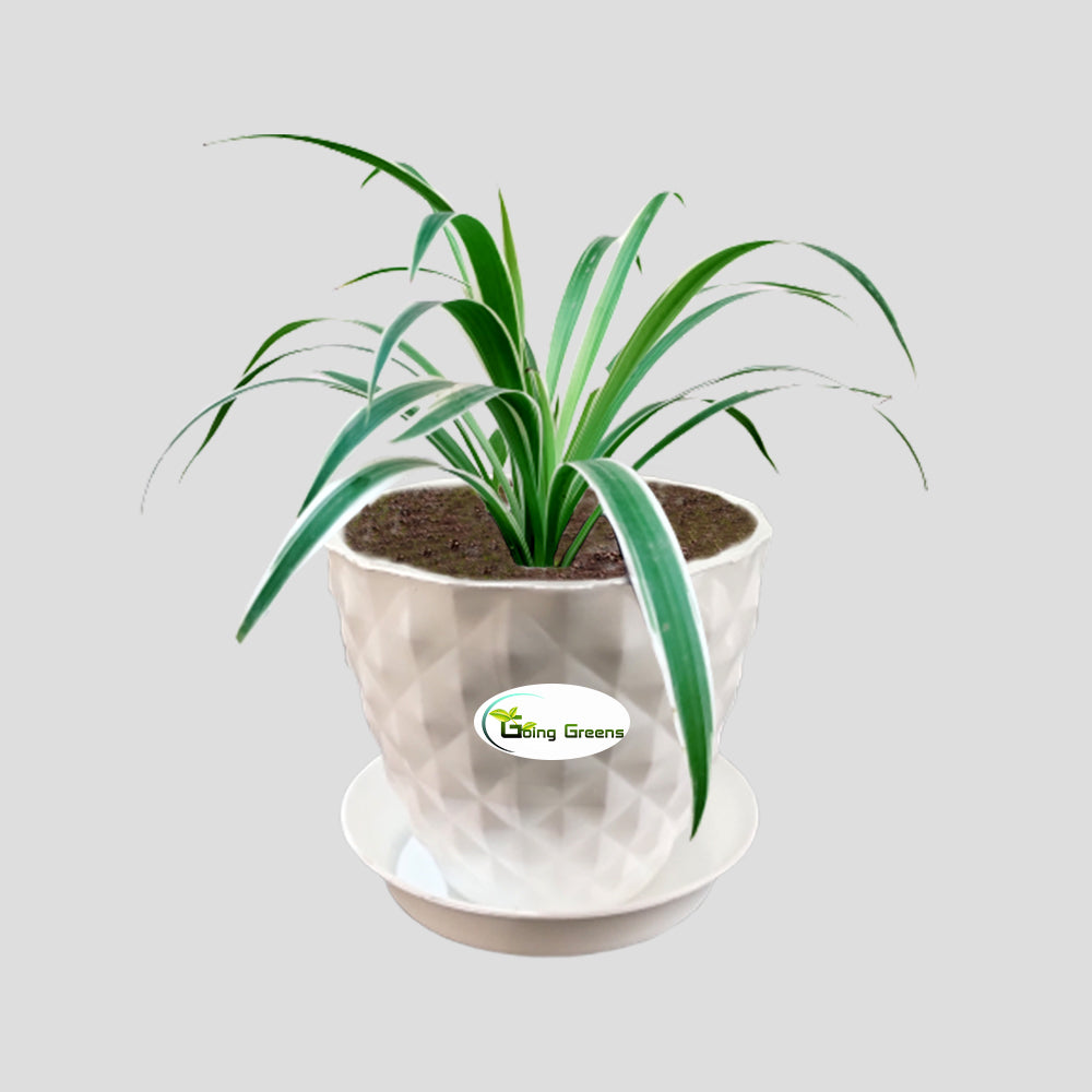 Spider Plant, Chlorophytum comosum